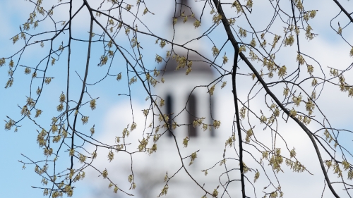 campus buds in spring