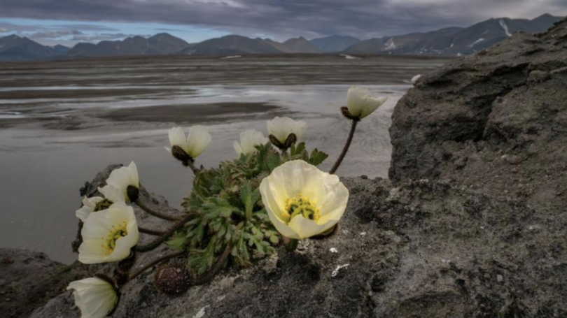 The last flower at the top of the world